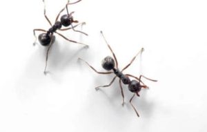 ants
